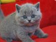 Koty,Kocięta brytyjskie z rodowodem FPL-gotowe do odbioru Rodowód