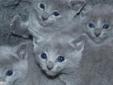 Koty, Kocięta Rosyjskie-Niebieskie z Rodowodami - GDYNIA Rodowód