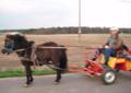 kucka klaczka kucyk szetland bardzo spokojna MOŻLIWY TRANSPORT