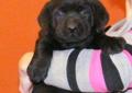 Labrador czarny szczeniak, labradory ZKwP