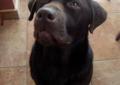 Labrador Czekoladowy Krycie