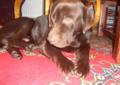 Labrador Czekoladowy Krycie
