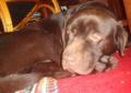 Labrador Czekoladowy Krycie