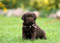 LABRADOR RETRIEVER czekoladowe szczenięta FCI Rodowód
