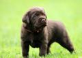 LABRADOR RETRIEVER czekoladowe szczenięta FCI Rodowód