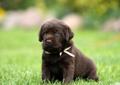 LABRADOR RETRIEVER czekoladowe szczenięta FCI Rodowód