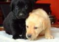 Labrador Retriever Niewierskie Łąki szczenię FCI