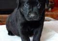 Labrador Retriever Niewierskie Łąki szczenię FCI