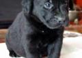 Labrador Retriever Niewierskie Łąki szczenię FCI