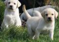 Labrador Retriever rodowodowe szczeniaki (FCI)