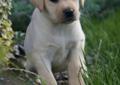 Labrador Retriever rodowodowe szczeniaki (FCI)