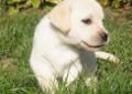 Labrador Retriever rodowodowe szczeniaki (FCI)