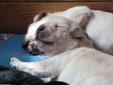 Labrador Retriever szczenięta! Prawdziwy rodowód ZKwP Rodowód