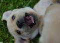 Labrador Retriever - szczenięta ZKWP - biszkoptowe pieski Rodowód