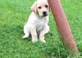 Labrador Retriever - szczenięta ZKWP - biszkoptowe pieski Rodowód