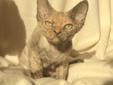 LEIA Soleil Noir, piękna w typie koteczka o wspaniałym charakterze Rodowód