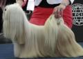 LHASA APSO- kuzyn shih tzu. Hodowla ZKwP / FCI Rodowód