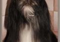 LHASA APSO- kuzyn shih tzu. Hodowla ZKwP / FCI Rodowód