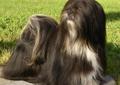 LHASA APSO- kuzyn shih tzu. Hodowla ZKwP / FCI Rodowód