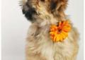 Lhasa Apso po Int.Ch,Multi.Ch Domowa hodowla Sajatin FCI-rezerwacja