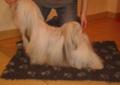 Lhasa Apso po Int.Ch,Multi.Ch Domowa hodowla Sajatin FCI-rezerwacja