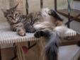 Śliczna koteczka syberyjska już do odbioru Rodowód