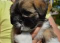Śliczna suczka - Blue Velvet - rasy lhasa apso - kuzyn shih tzu Rodowód