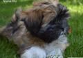 Śliczna suczka - Blue Velvet - rasy lhasa apso - kuzyn shih tzu Rodowód