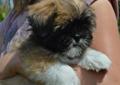 Śliczna suczka - Blue Velvet - rasy lhasa apso - kuzyn shih tzu Rodowód