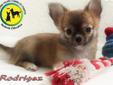 Śliczne Chihuahua FCI .Rodowód ZKwP.FCI