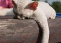 Śliczne kocięta Devon Rex! Łódź :3 Rodowód