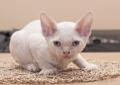 Śliczne kocięta Devon Rex! Łódź :3 Rodowód