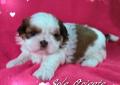 śliczne maleńkie szczenięta Shih Tzu ZKwP / FCI Rodowód