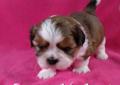 śliczne maleńkie szczenięta Shih Tzu ZKwP / FCI Rodowód