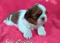 śliczne maleńkie szczenięta Shih Tzu ZKwP / FCI Rodowód
