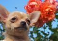 Śliczne sunie chihuahua FCI Rodowód
