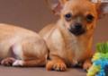 Śliczne sunie chihuahua FCI Rodowód