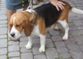 Śliczne szczeniaki beagle tricolor