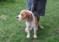 Śliczne szczeniaki beagle tricolor