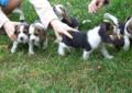Śliczne szczeniaki beagle tricolor