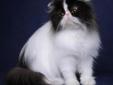 Młodziutka dorosła 'wykastrowana' Perska koteczka Rodowód