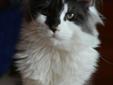 Maine Coon - koci olbrzym o wspaniałej duszy i wielkim sercu! Rodowód