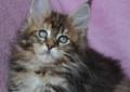 Maine Coon kocięta - czarne klasyczne i rude klasyczne,szyrklet Rodowód