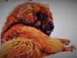 Mastif Tybetański czerwone szczeniaczki! Rodowód