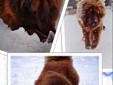 Mastif Tybetański czerwone szczeniaczki! Rodowód