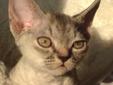 MATHILDE Soleil Noir, piękna koteczka o wspaniałym charakterze Rodowód