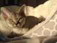 MATHILDE Soleil Noir, piękna koteczka o wspaniałym charakterze Rodowód