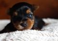 Mini York Yoreczek Yorki pieski gotowe do rezerwacji Rodowód
