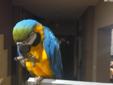 Niebieska i zlota papugi macaws