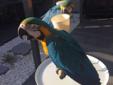 Niebieska i zlota papugi macaws